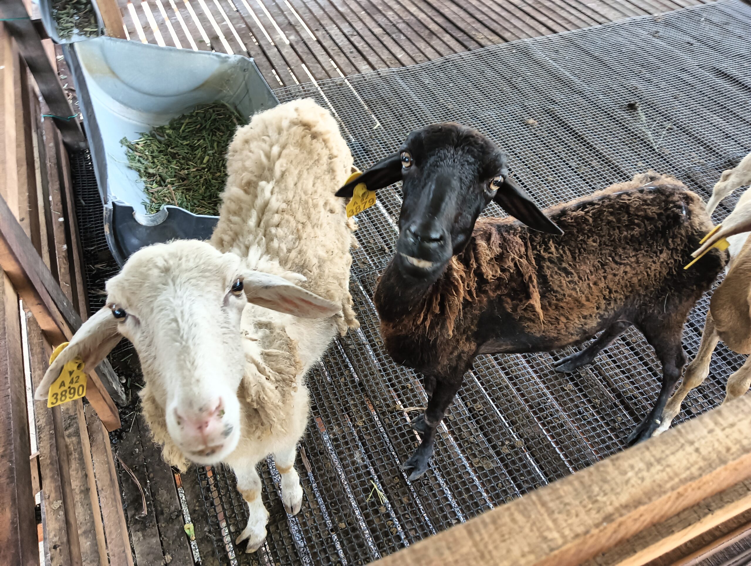 IMG_20250902_114301_618